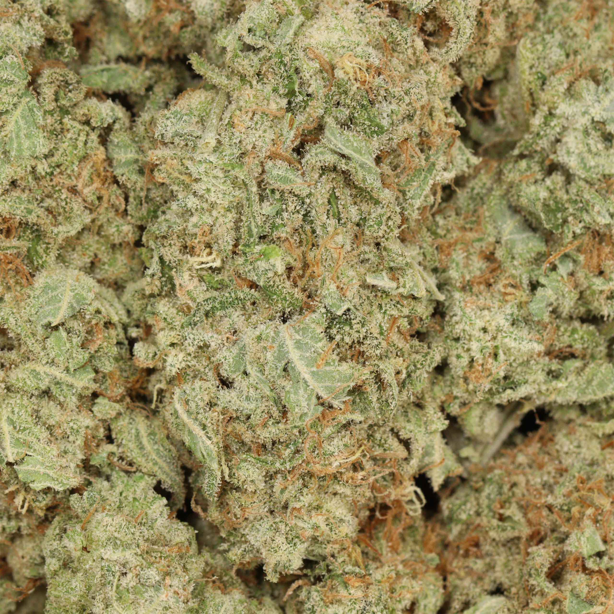 Silver Haze - Image 3