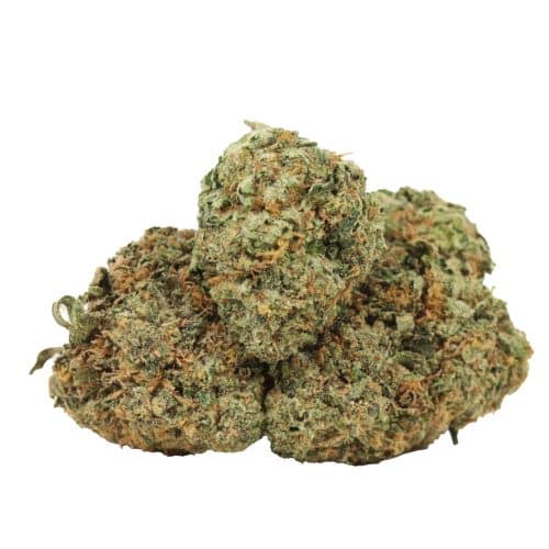 Tom Ford Pink Kush strain cannabis