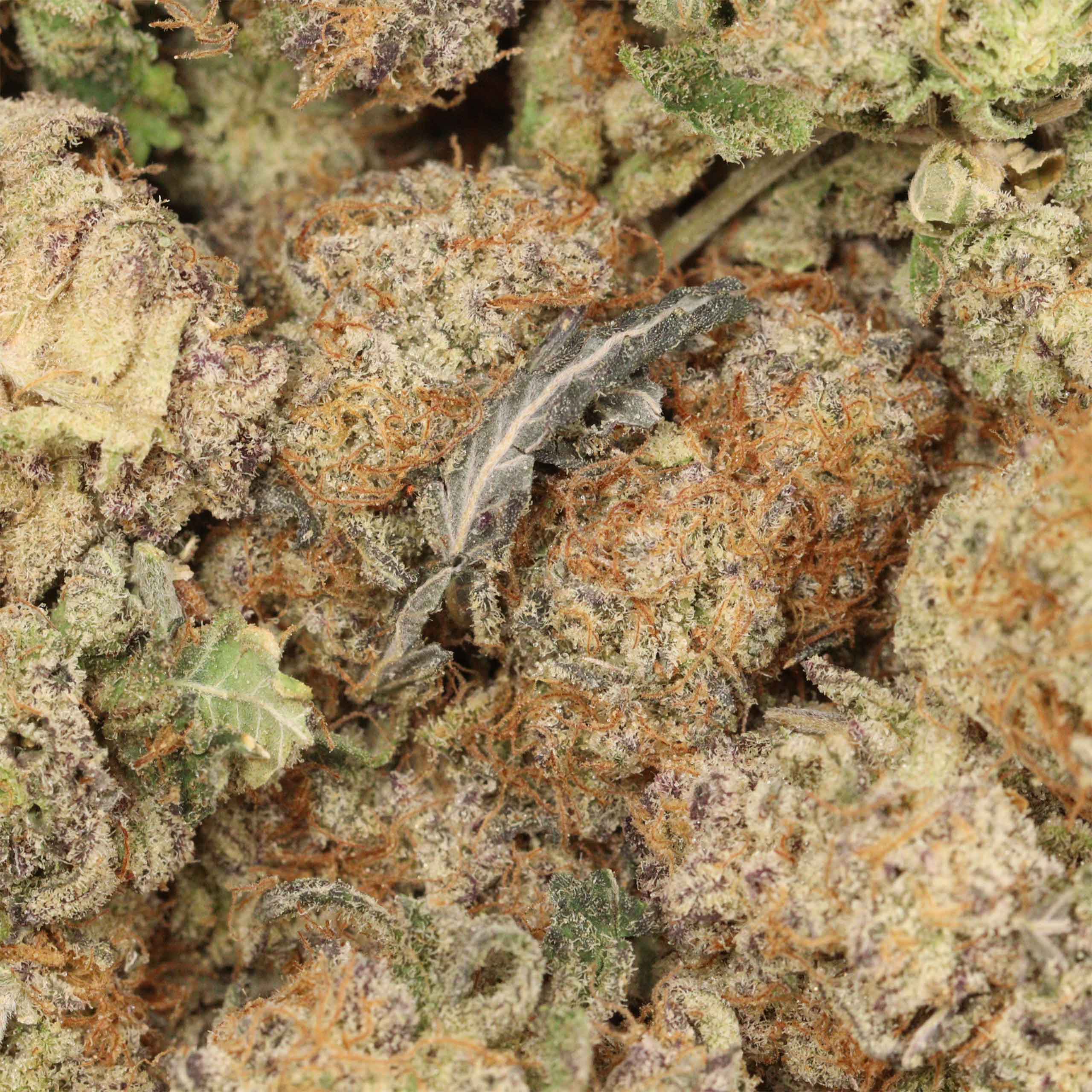 Tropicana Jet Fuel - Image 3
