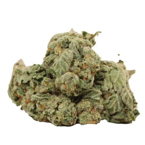 Tuna God strains cannabis