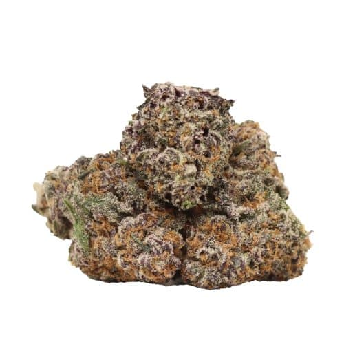 Violator Cheesecake strain cannabis