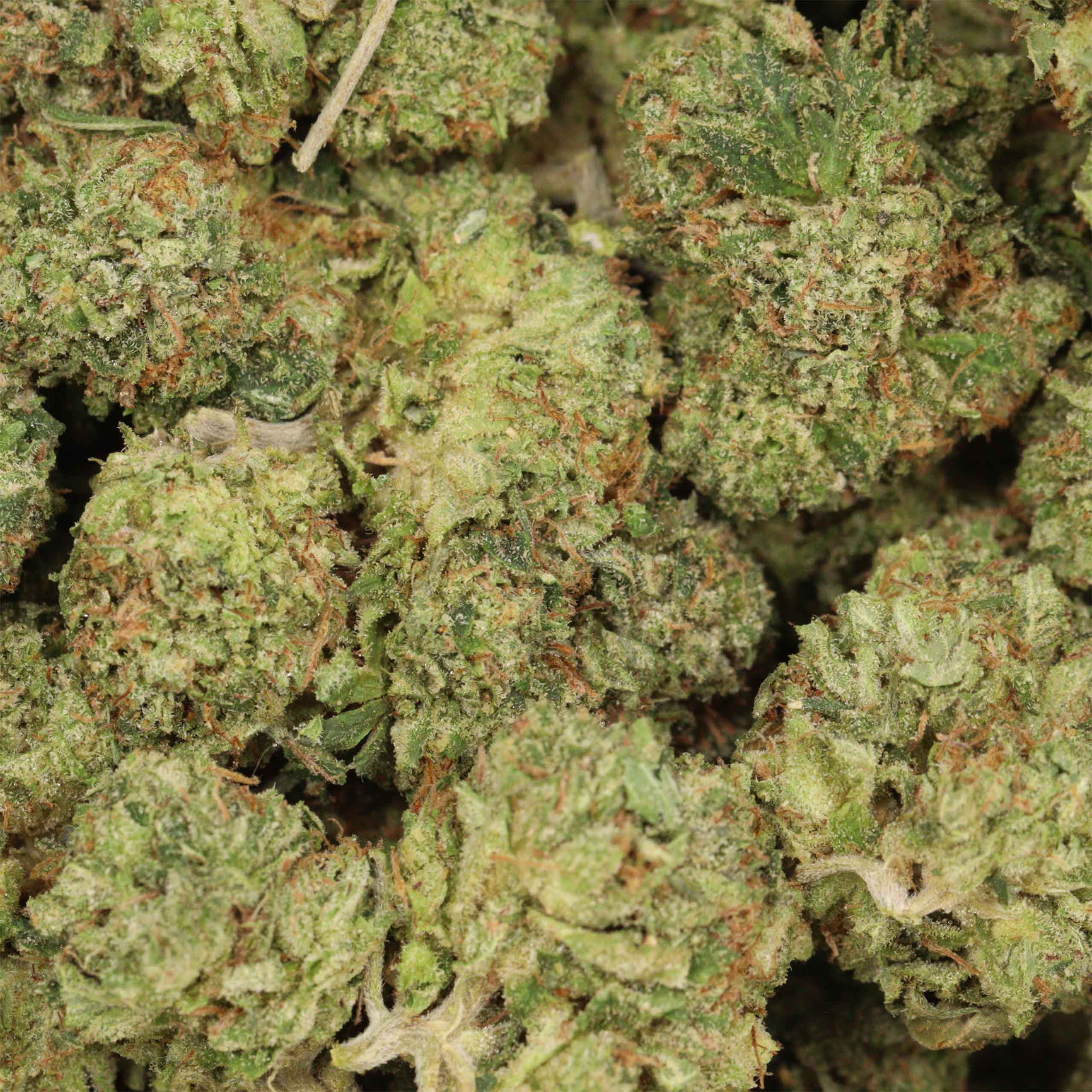 Afghani Pink - Image 3