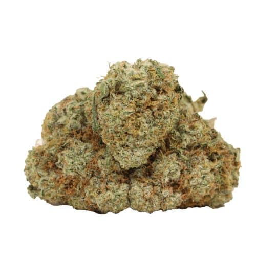 blueberry kush strain cannabis