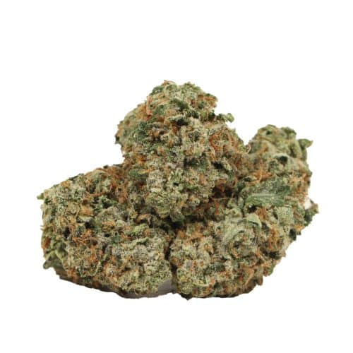 Cartel Kush strain cannabis