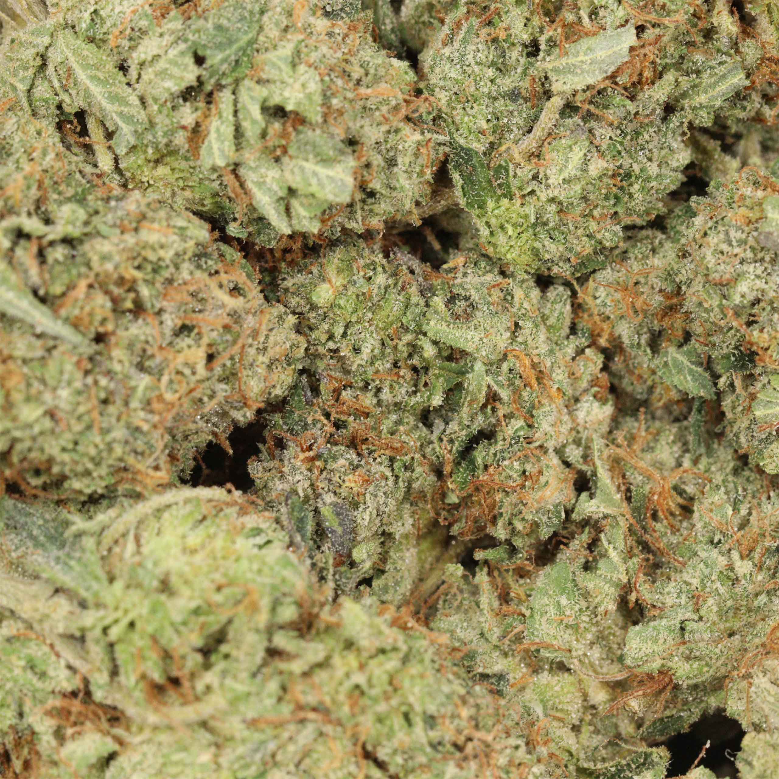Cartel Kush - Image 3