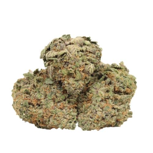 Dank Sinatra strain cannabis