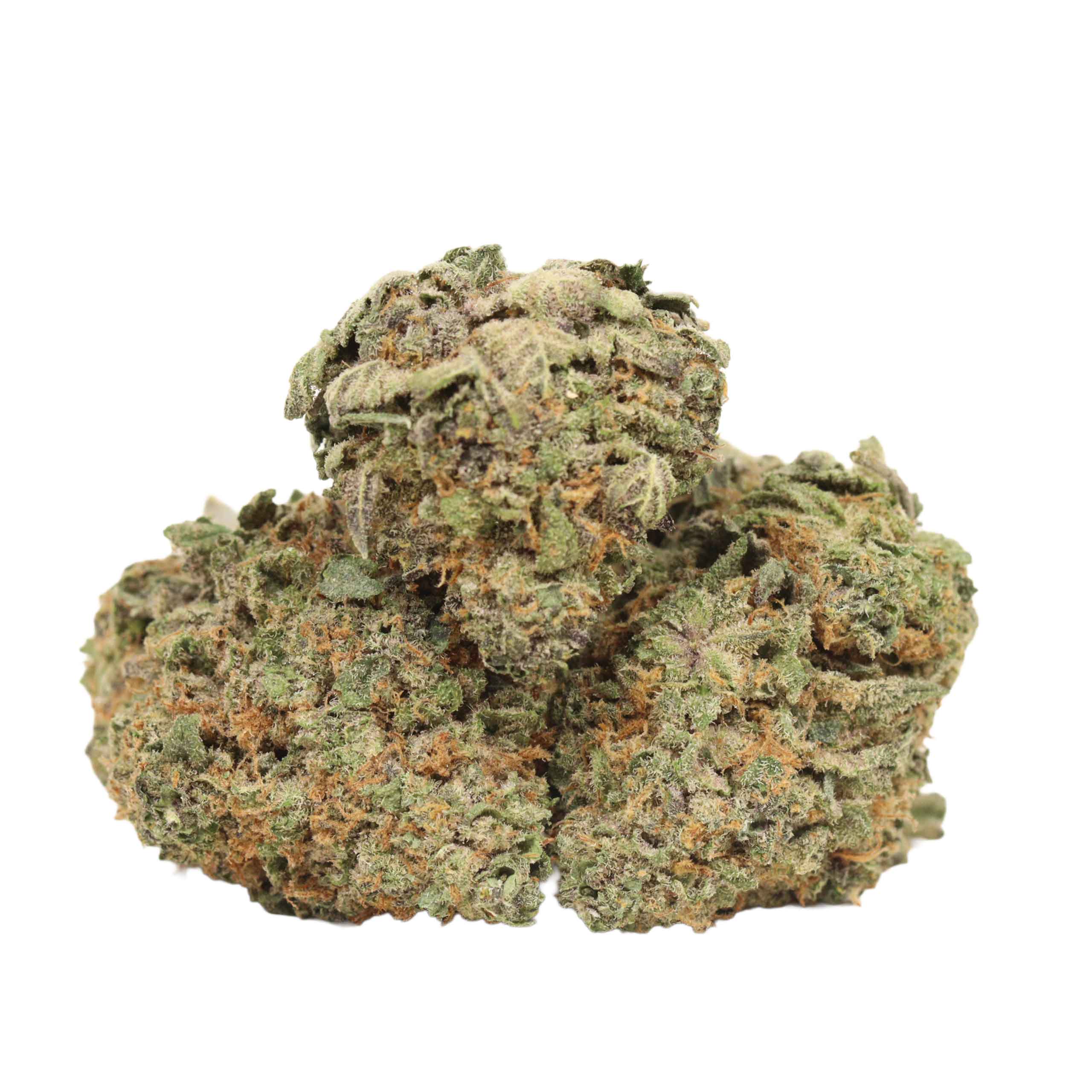 Dank Sinatra strain cannabis