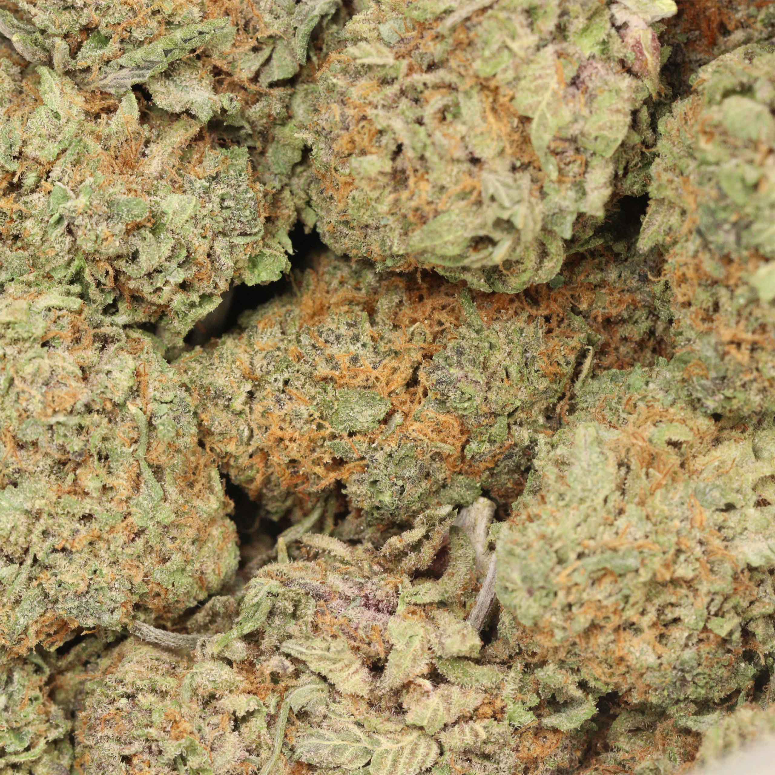 Dank Sinatra - Image 3