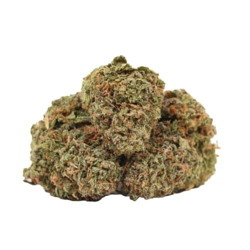 Forbidden Runtz strain cannabis