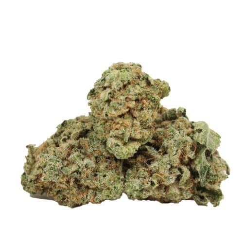 Gary Payton strain cannabis