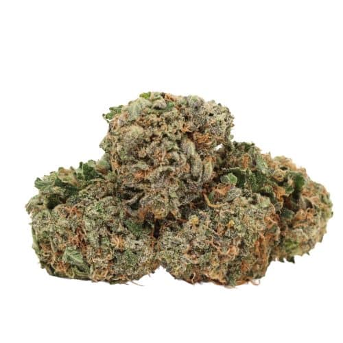 Gelato strain cannabis