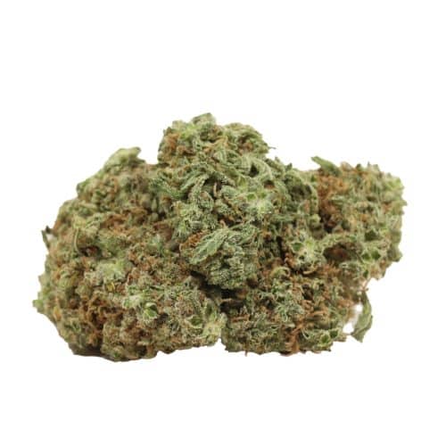 JackFruit strain cannabis