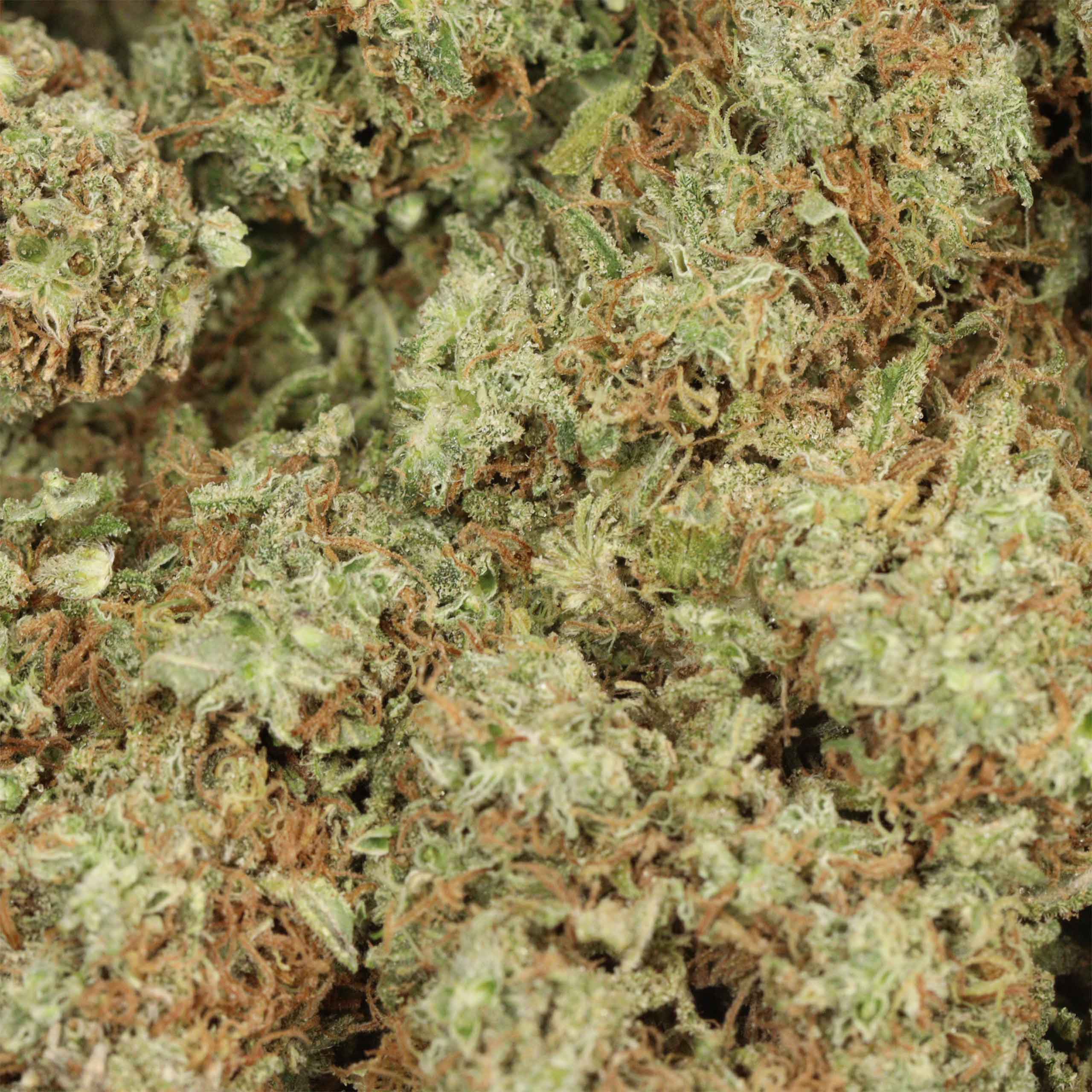 JackFruit cannabis
