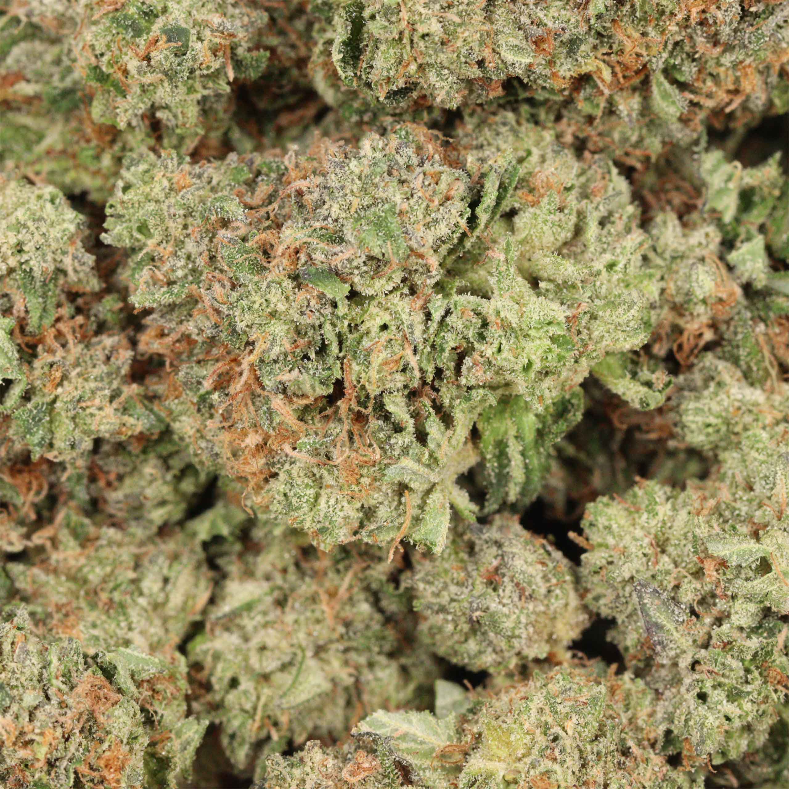 Lindsay OG - Image 3