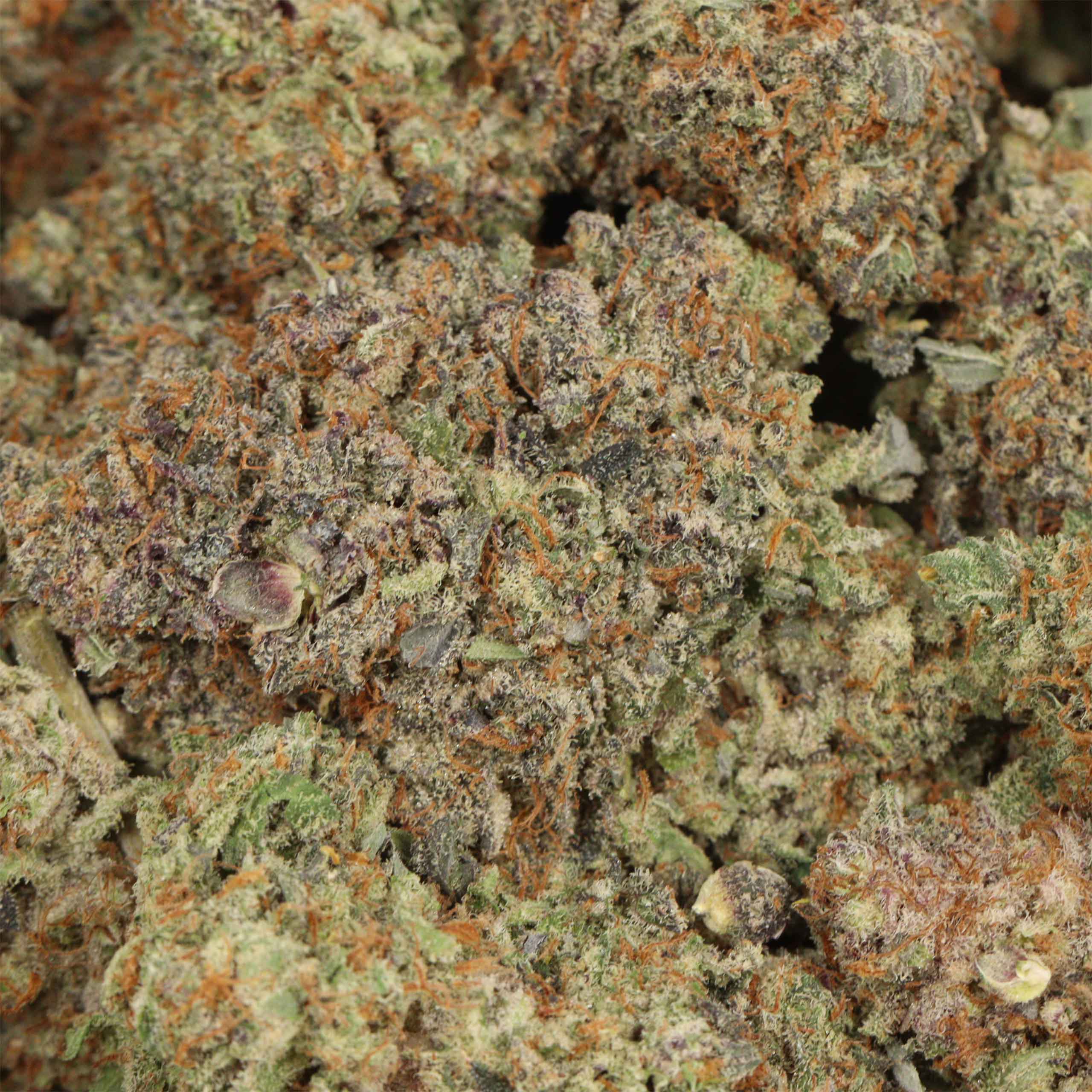 Mimosa - Image 3