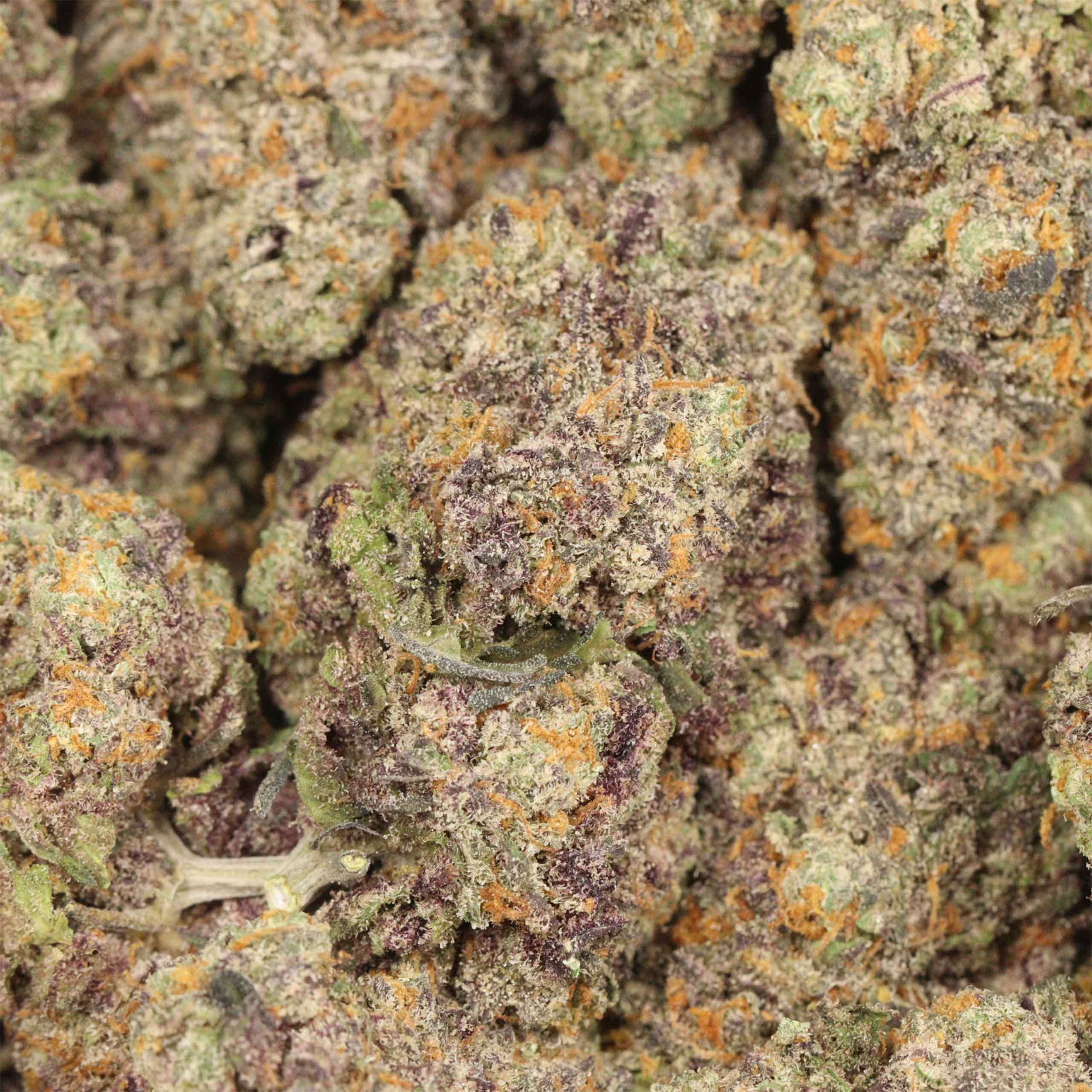 Purple Blizzard craft cannabis canada