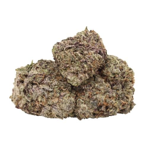 Purple Kush strain cannabis