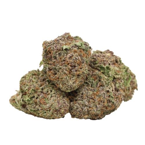Purple Kush strain cannabis