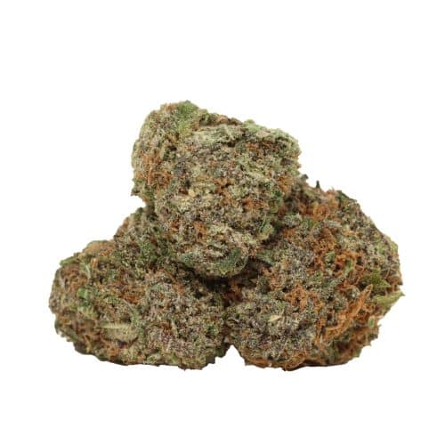 Purple Kush strain cannabis