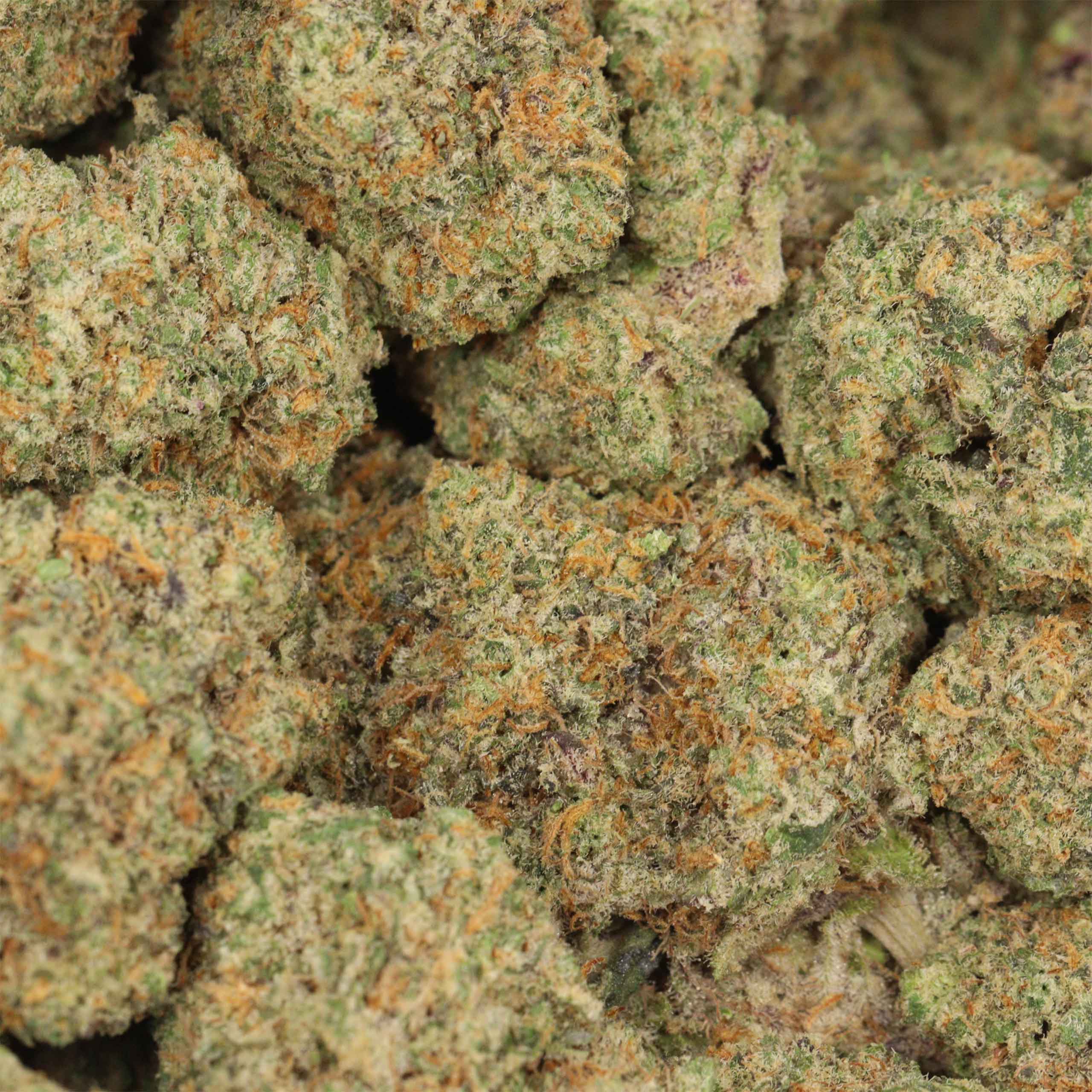 Red Congolese - Image 3