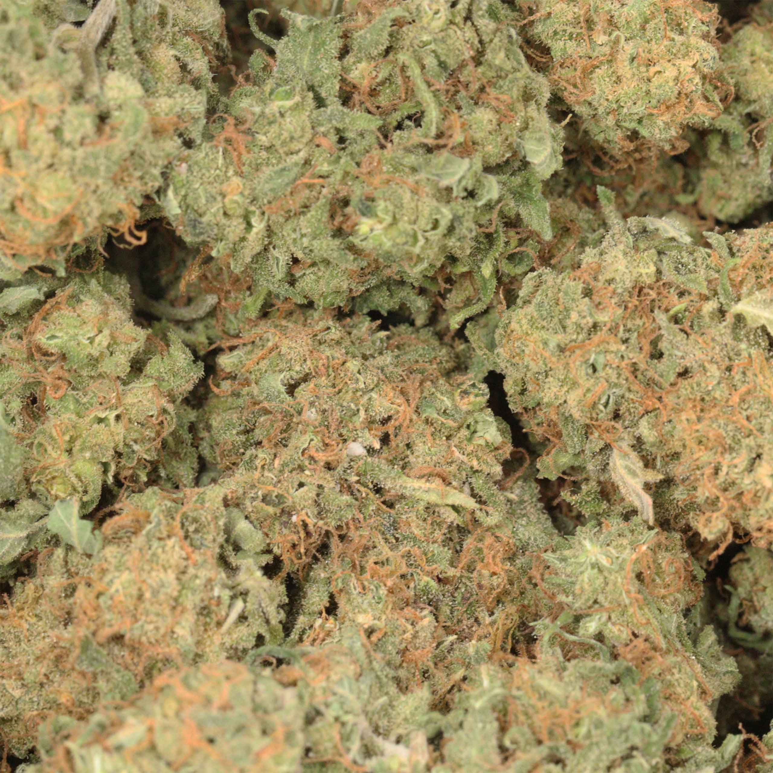 Romulan - Image 3