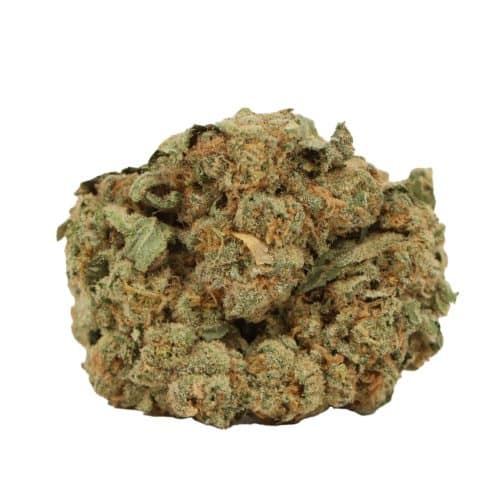 Scout Master strain cannabis