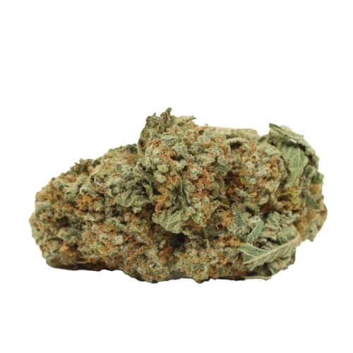 Tuna God strain cannabis