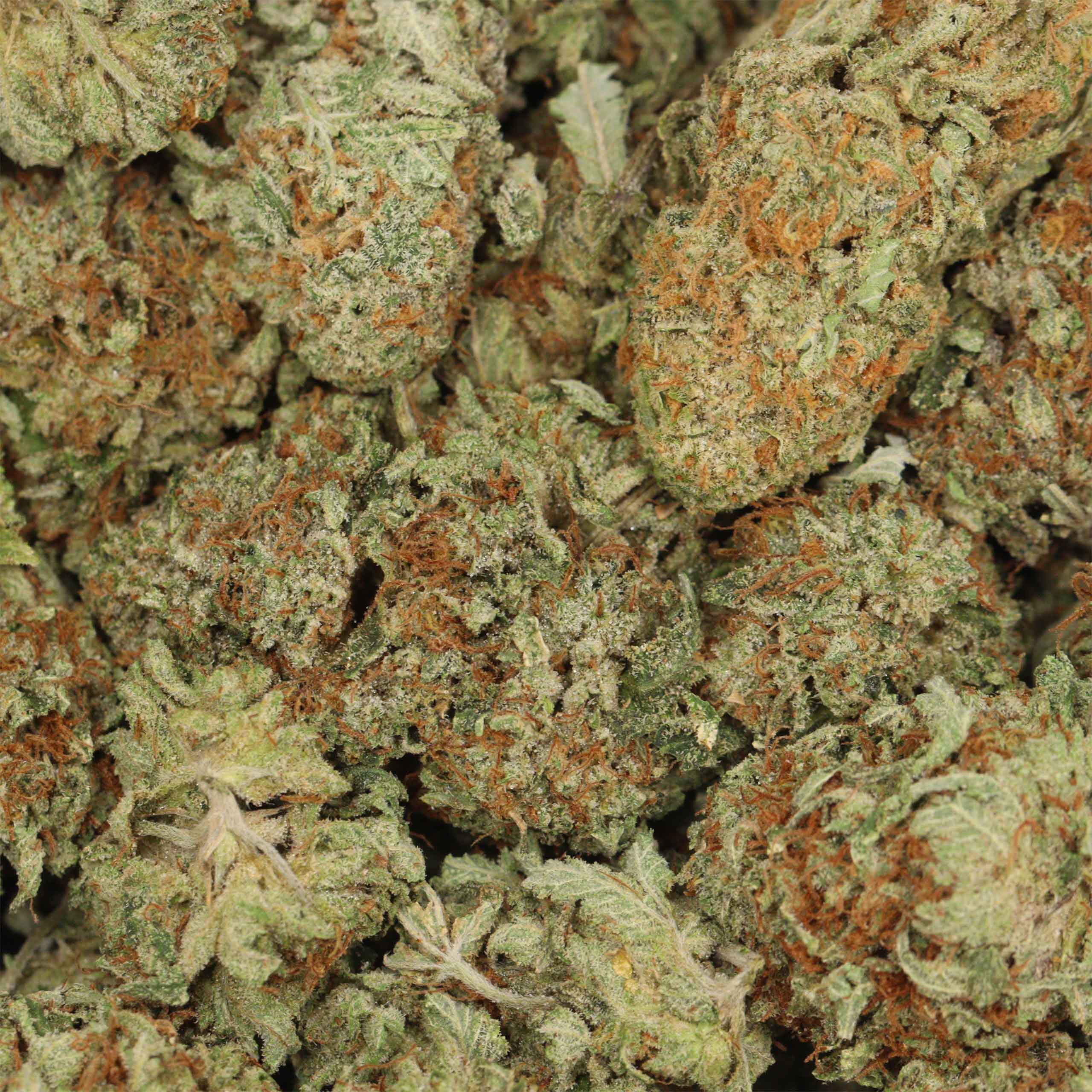 Tuna OG - Image 3