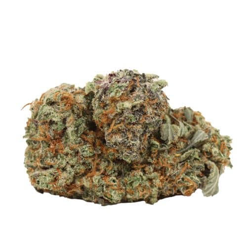 Critical Kush strain cannabis