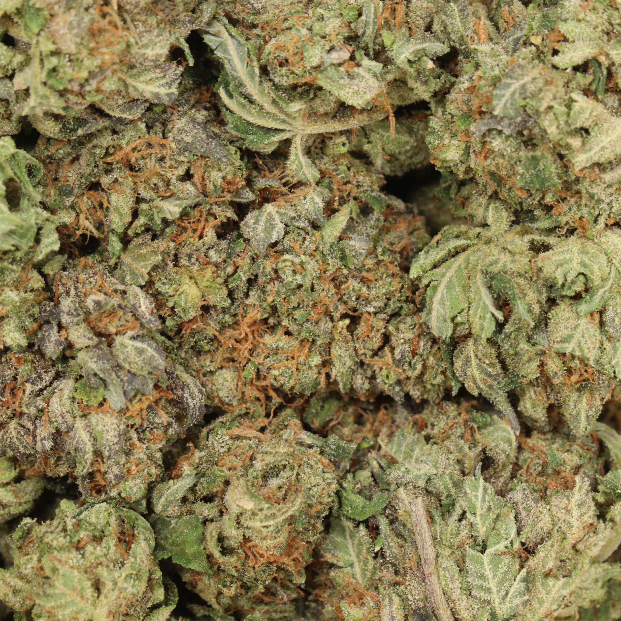 MK Ultra - Image 3