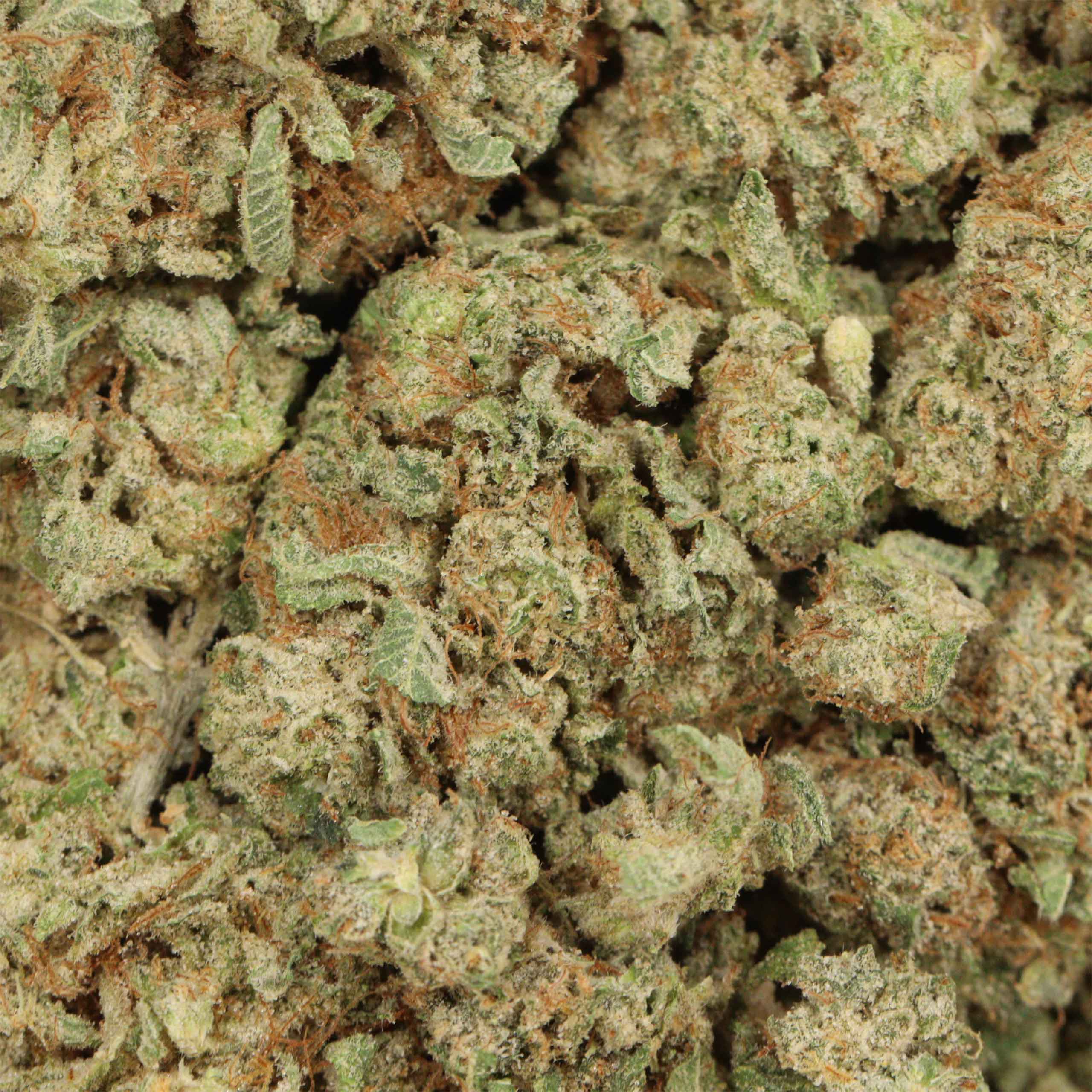 NYC Diesel - Image 3