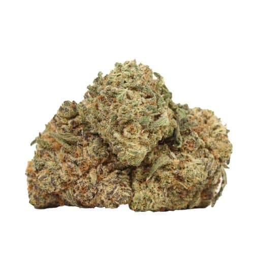Purple Trainwreck strain cannabis