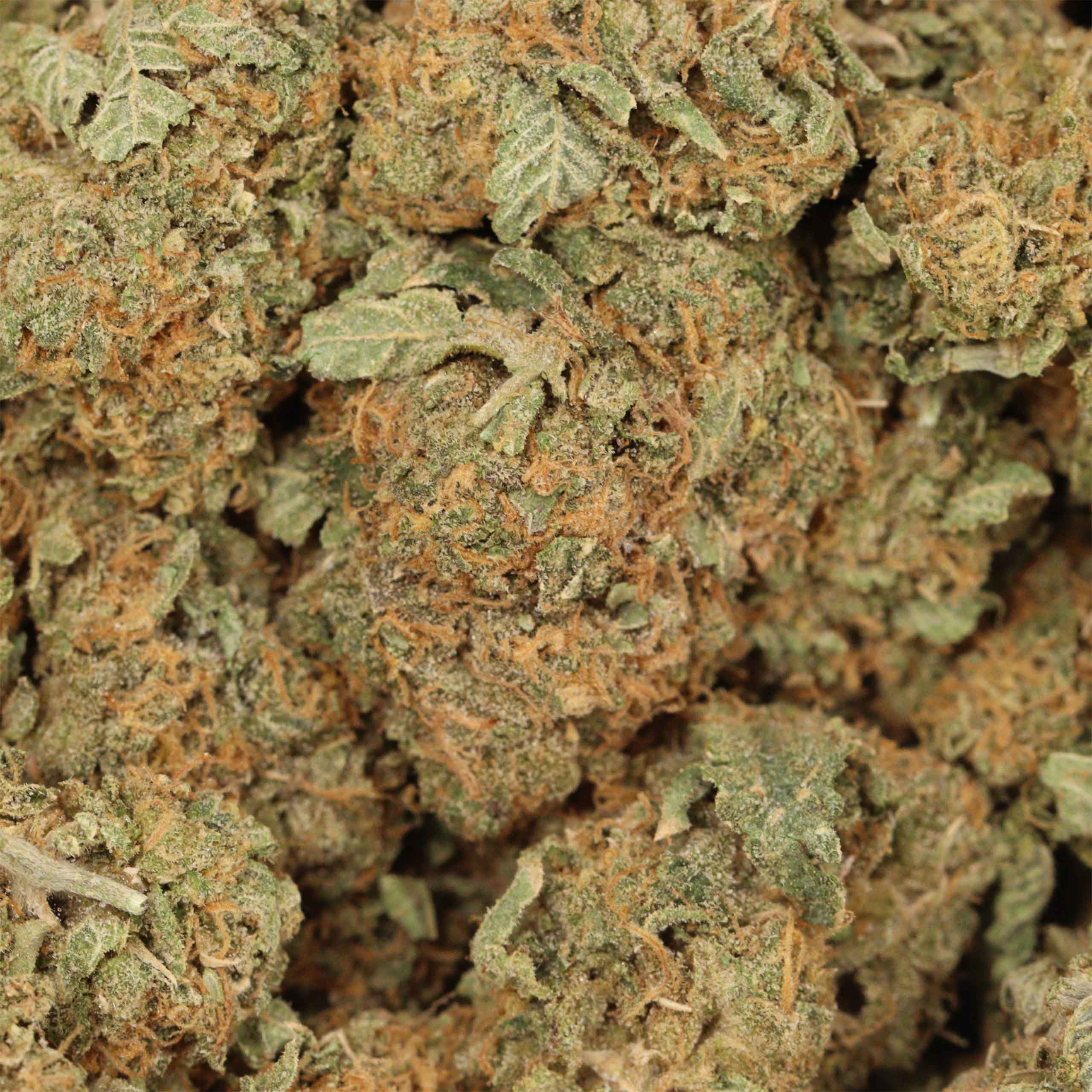 Starbud - Image 3