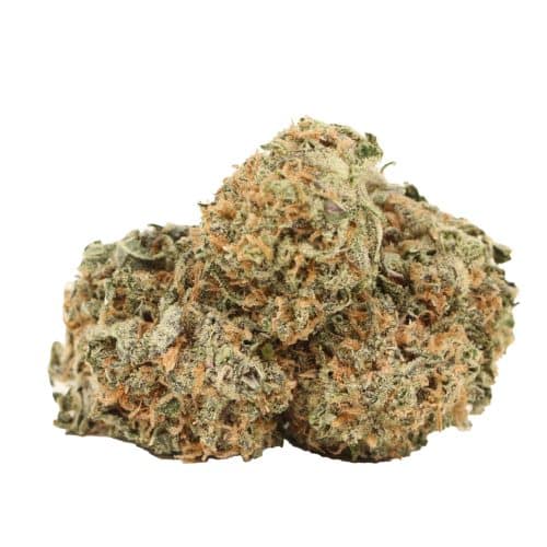 UBC Chemo Kush strain cannabis