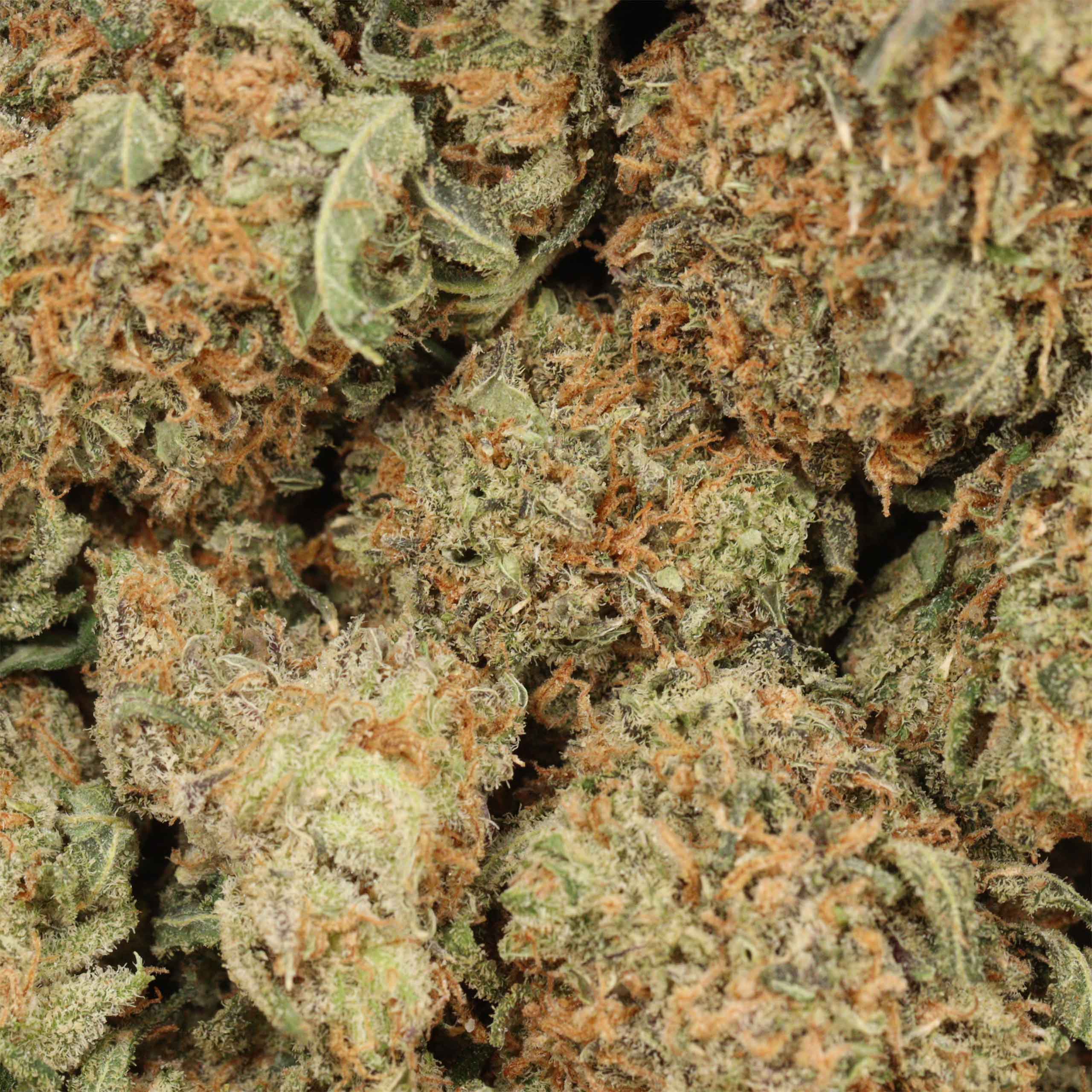 UBC Chemo Kush - Image 3