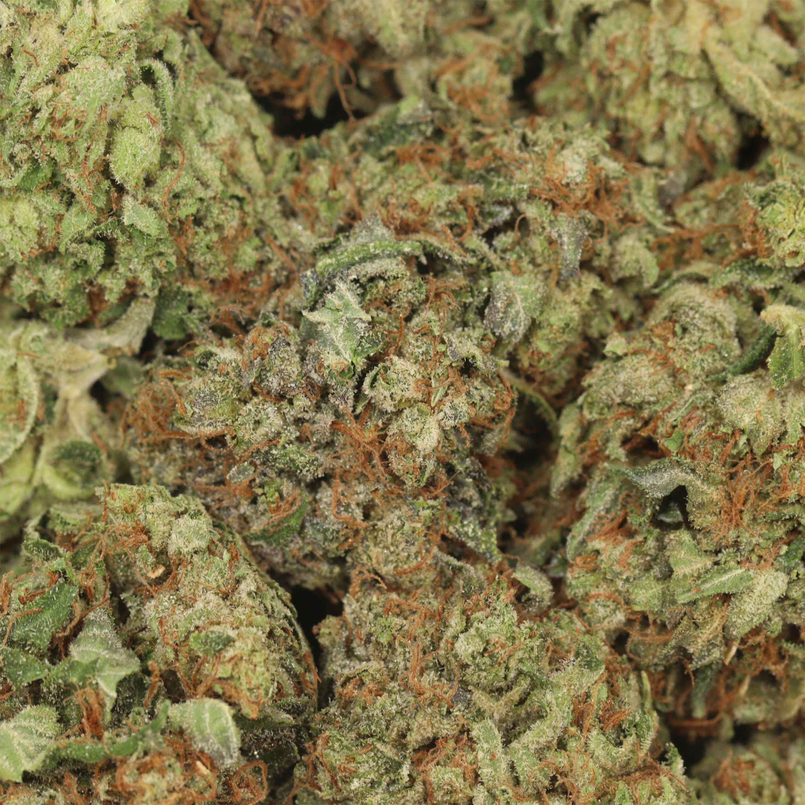 Ahi Tuna Kush - Image 3