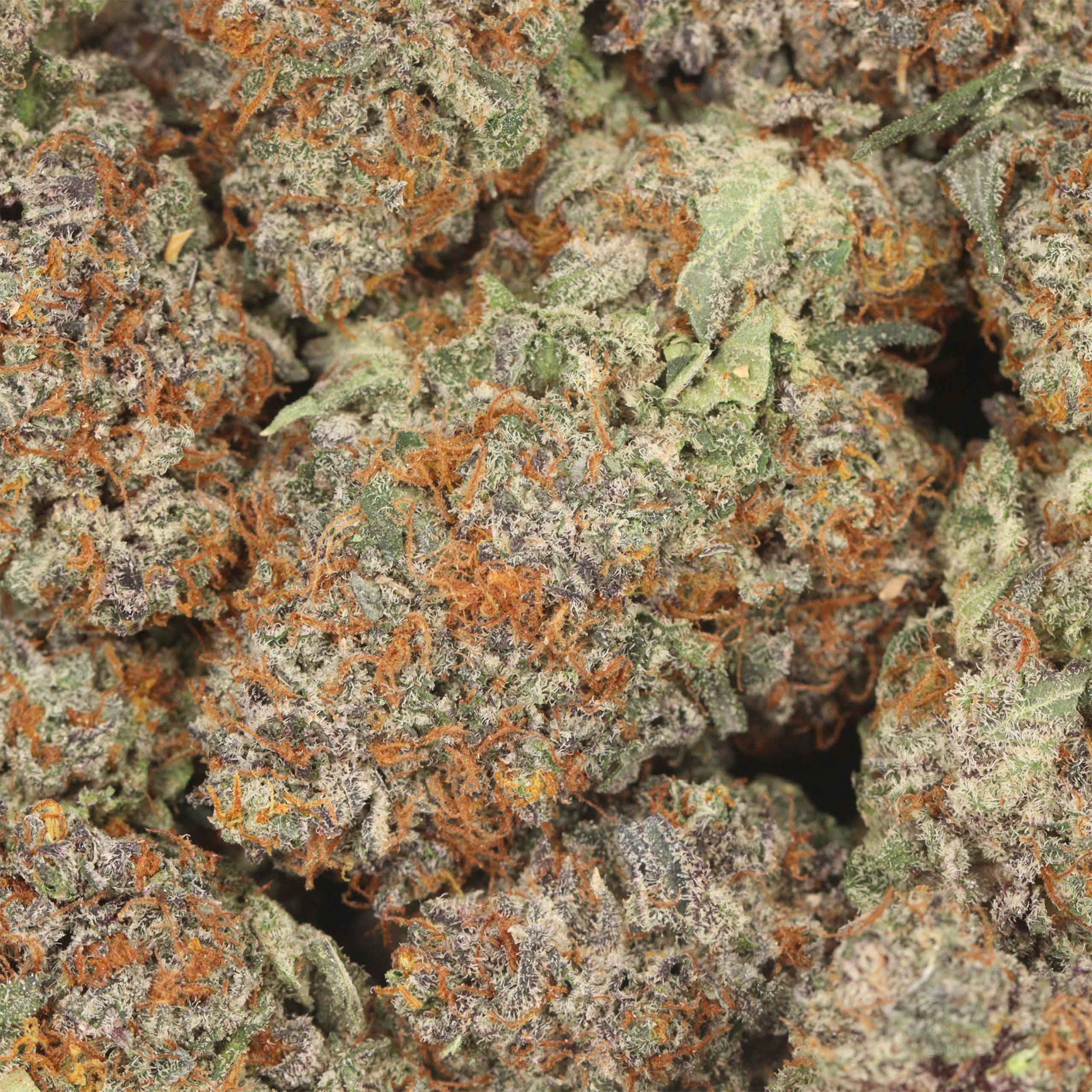 Alaskan Thunder Fuck - Image 3