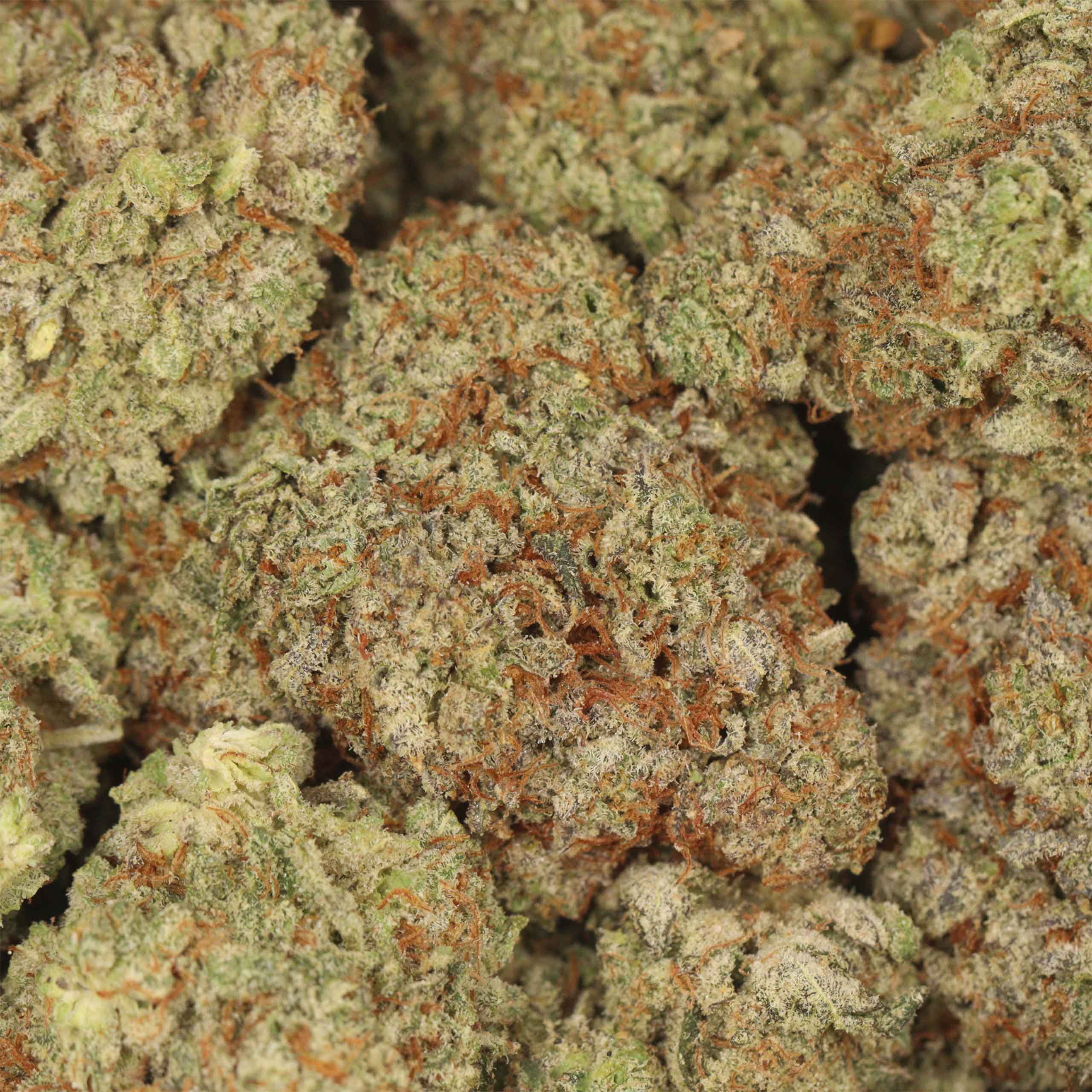 Alien Cookies - Image 3
