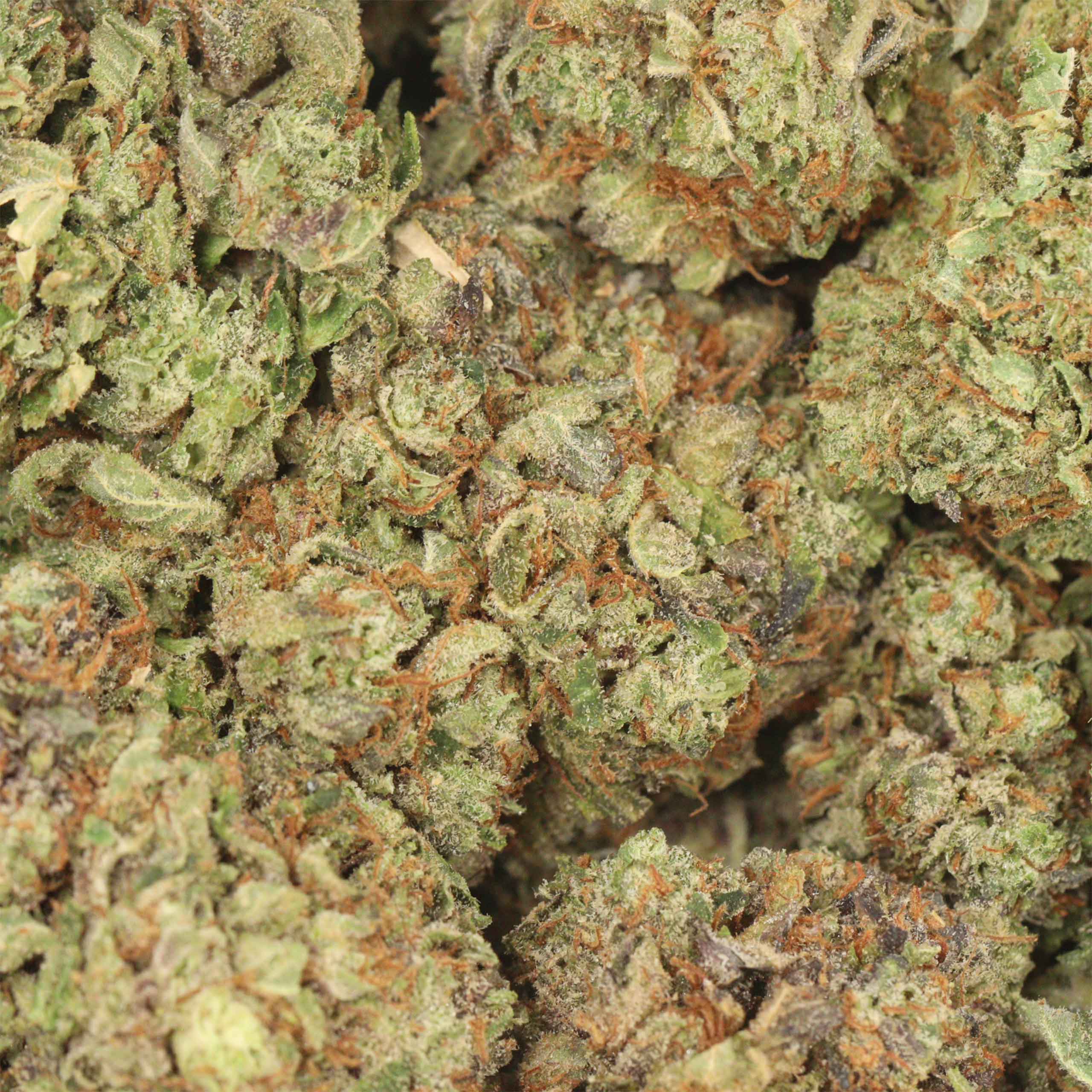 BC Pink Kush - Image 3