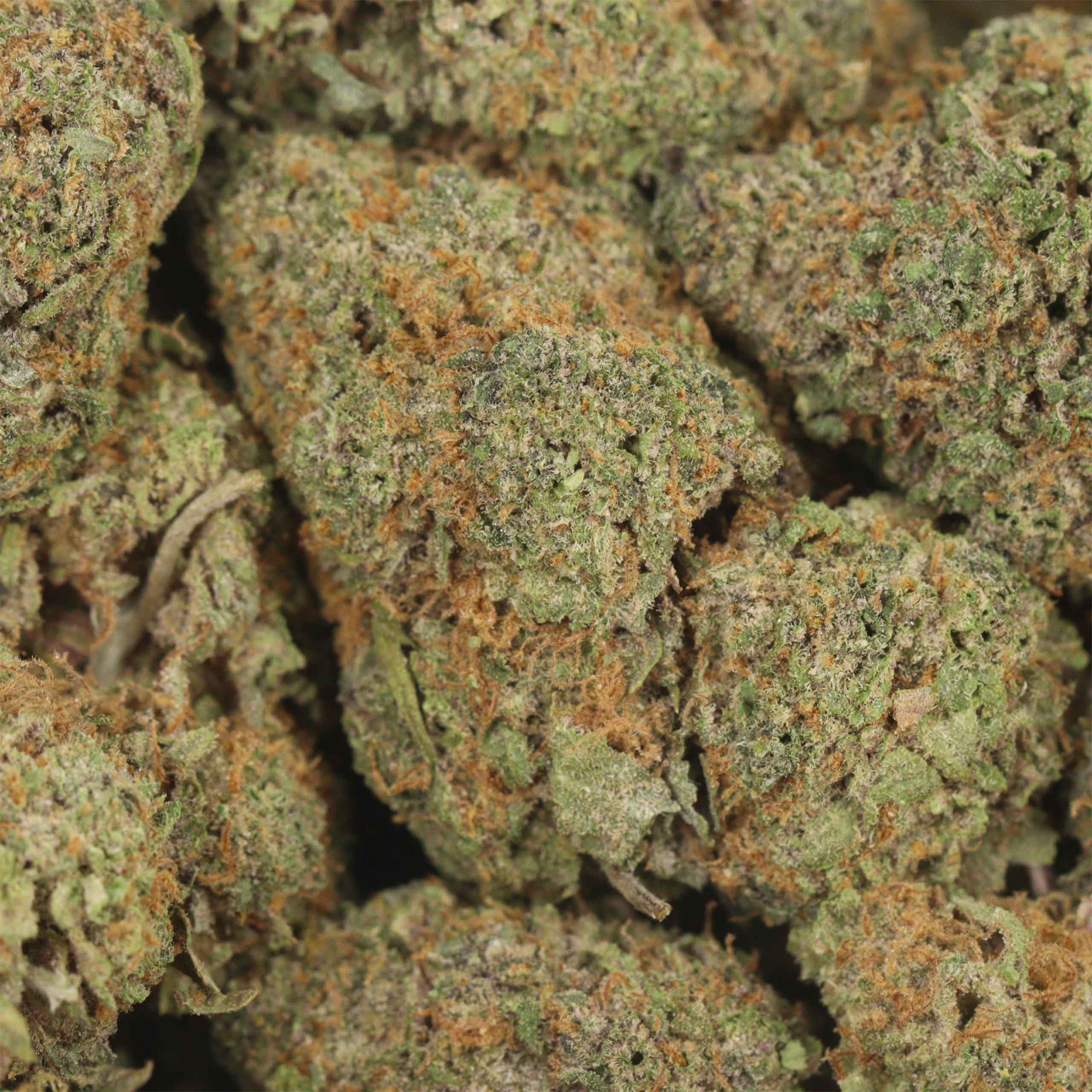 Butterscotch - Image 3