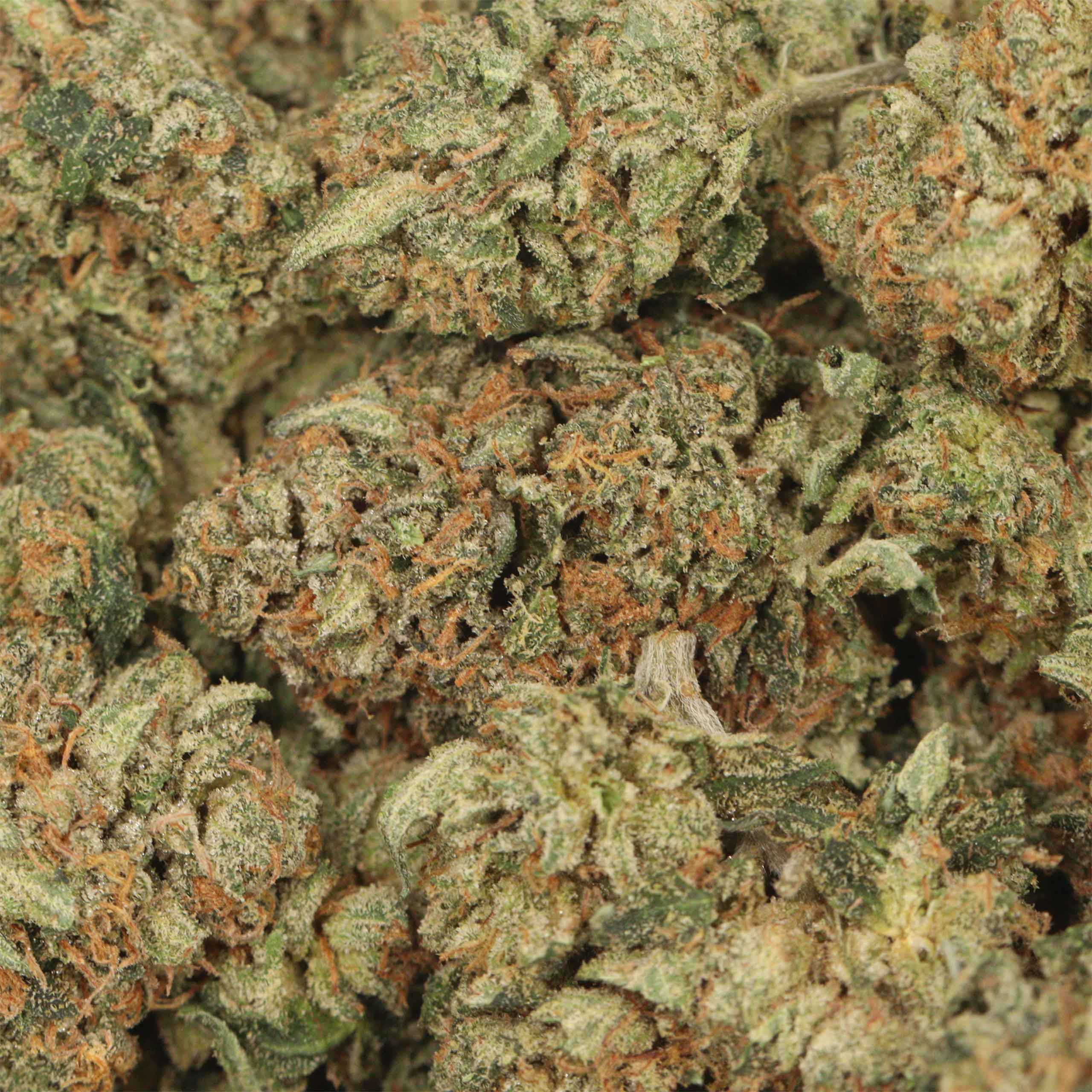 Cartel Kush - Image 3