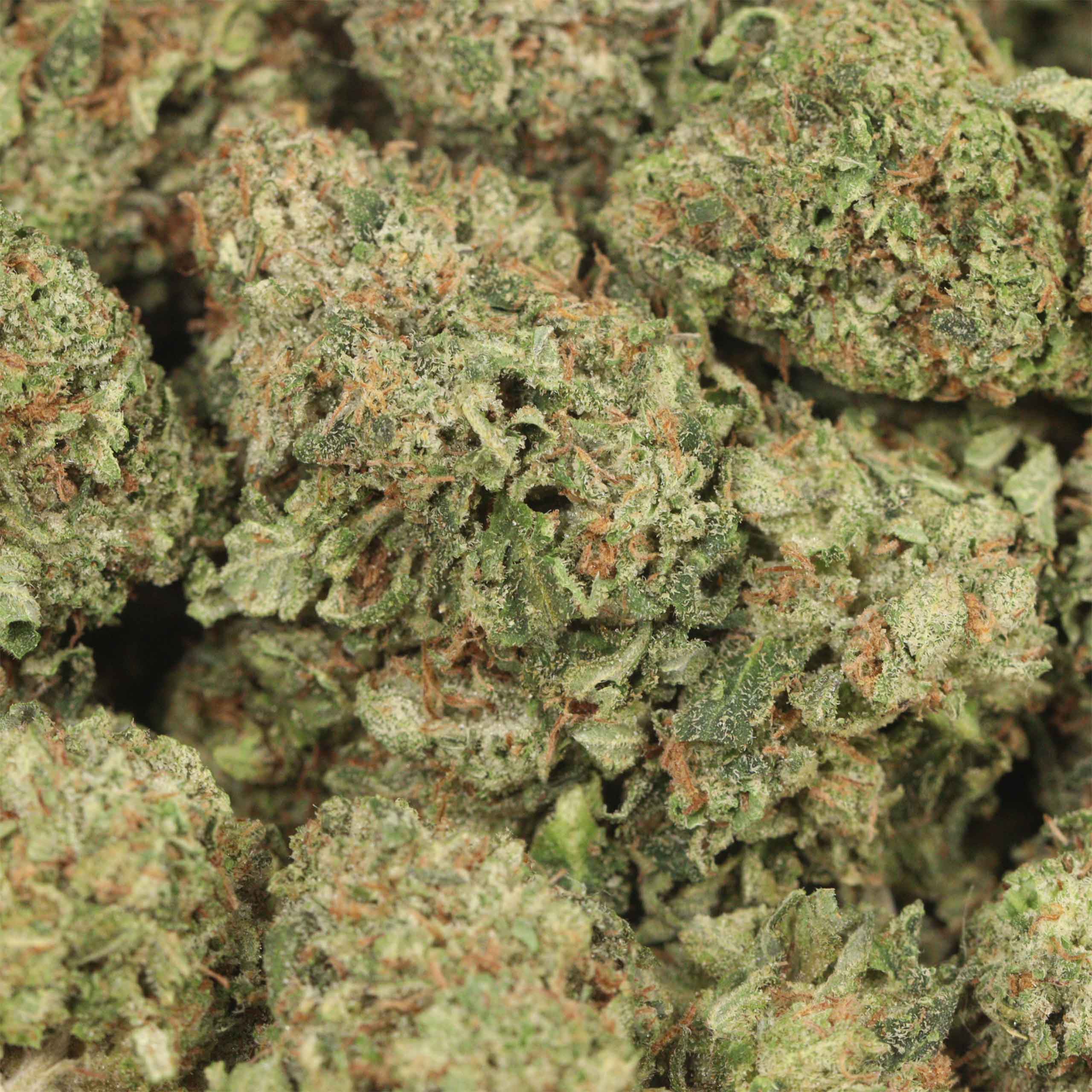 Comatose OG - Image 3