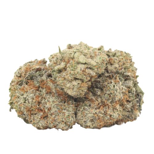 Dank Sinatra strain cannabis