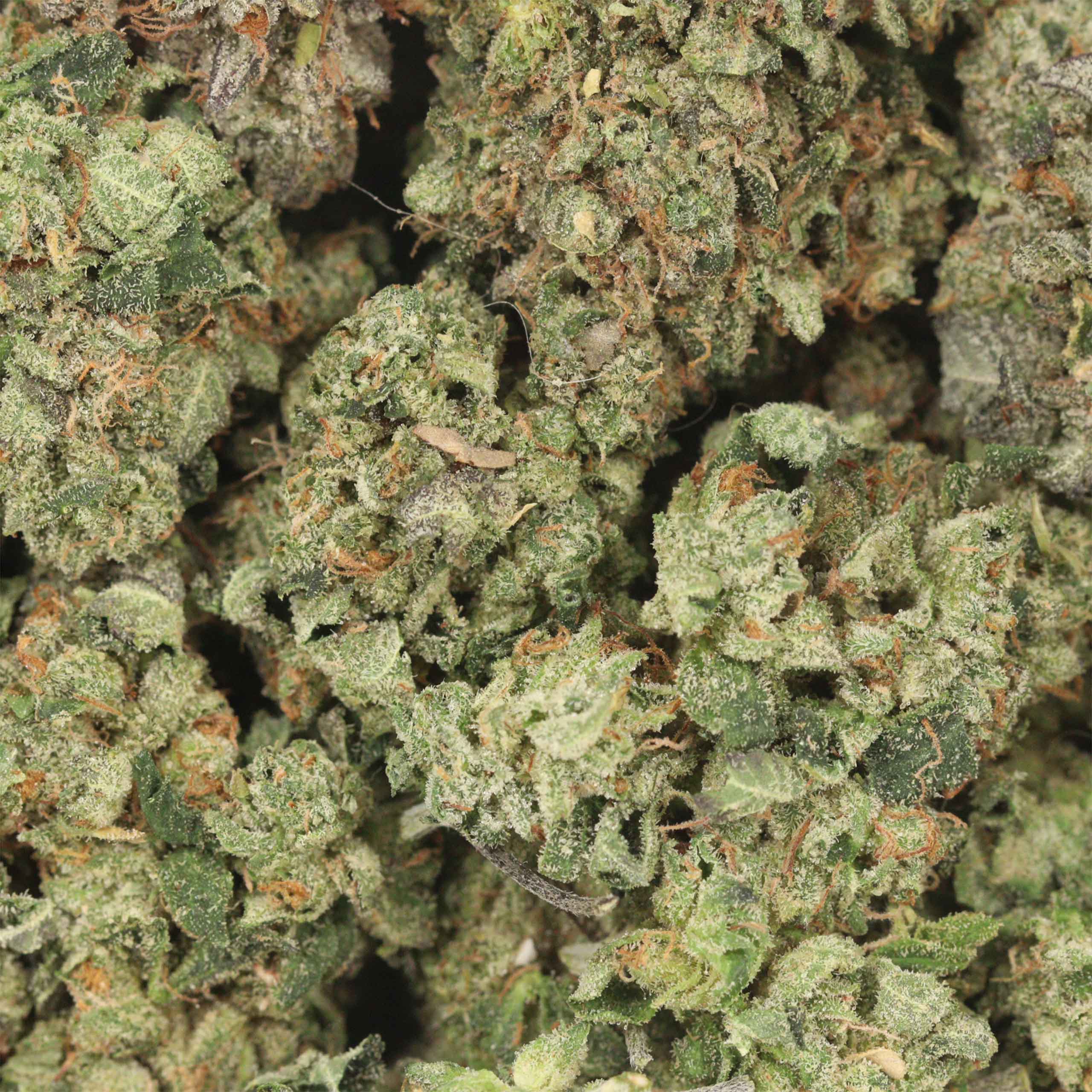 Dior Death Bubba - Image 3