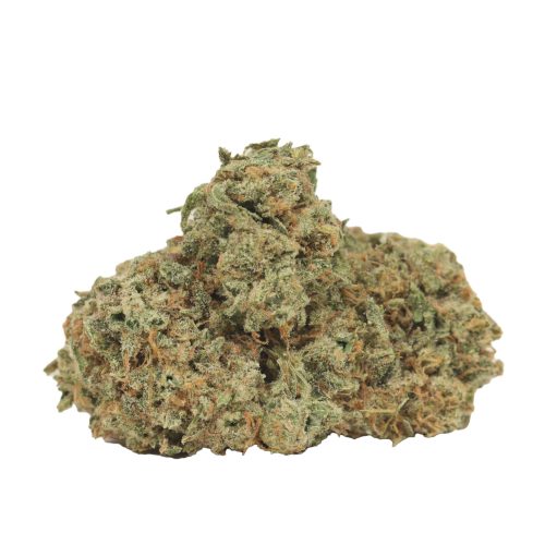 girl scout cookies strain cannabis