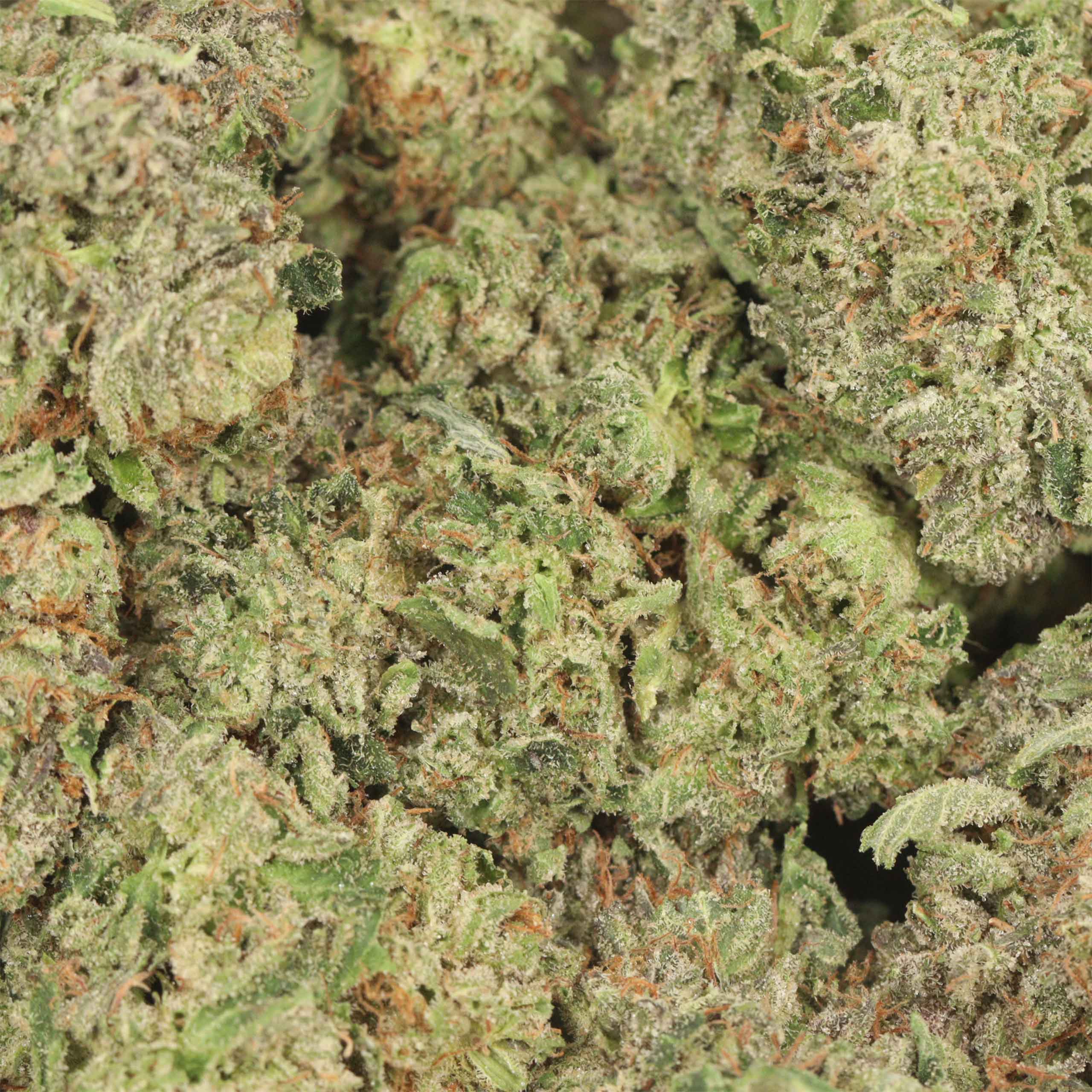 Golden Monkey - Image 3