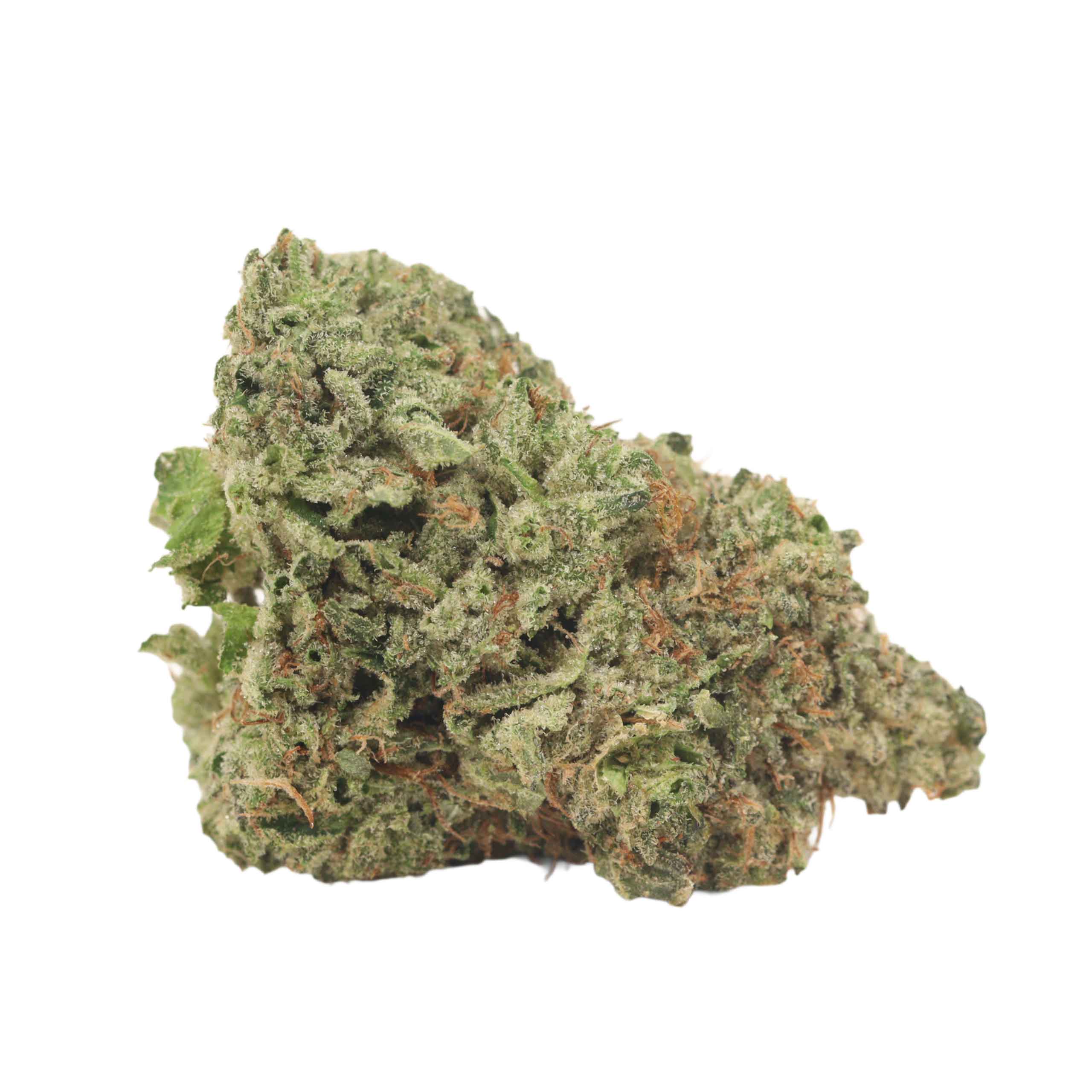 Golden Monkey - Image 2