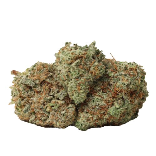 Great White Shark strain cannabis