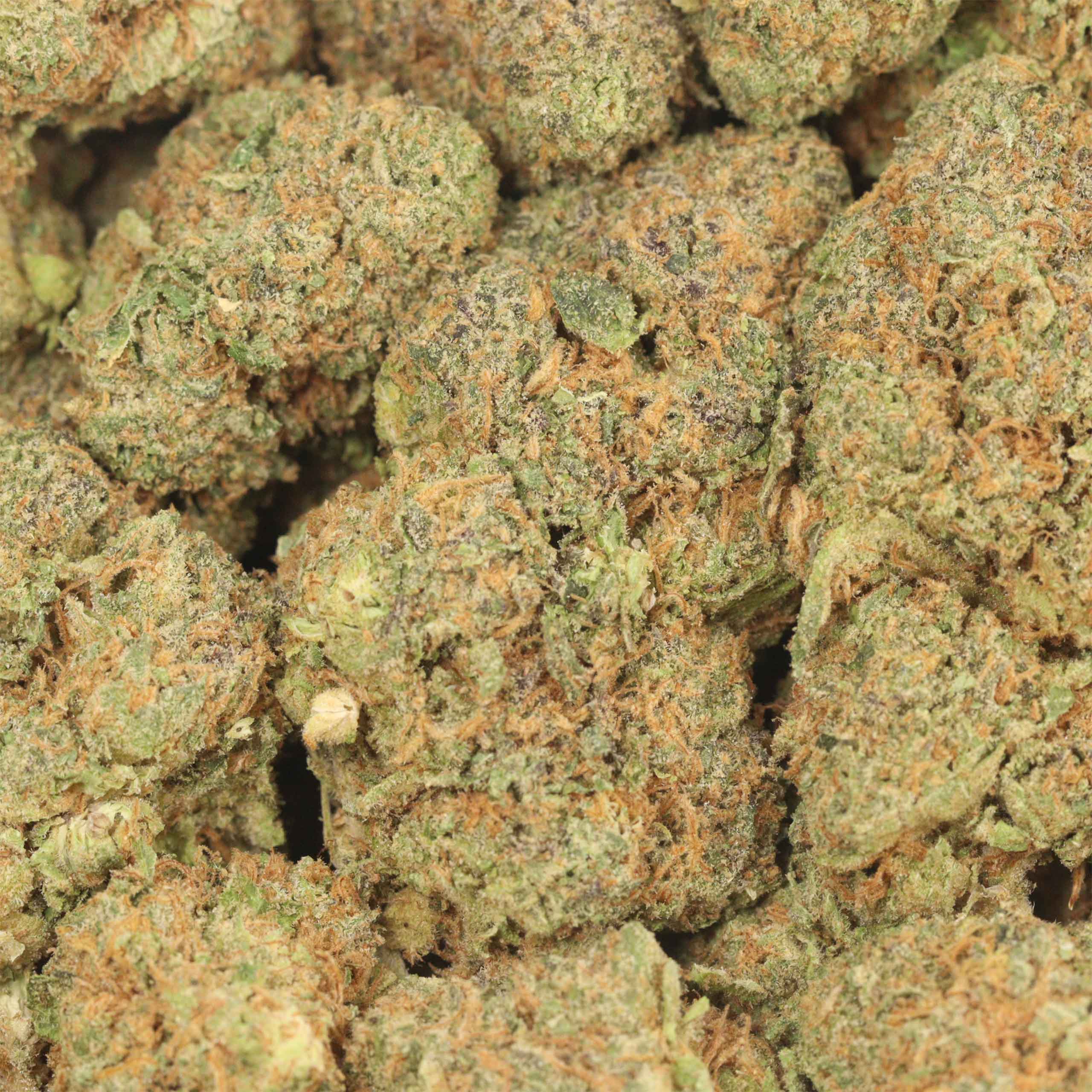 Kush Master - Image 3