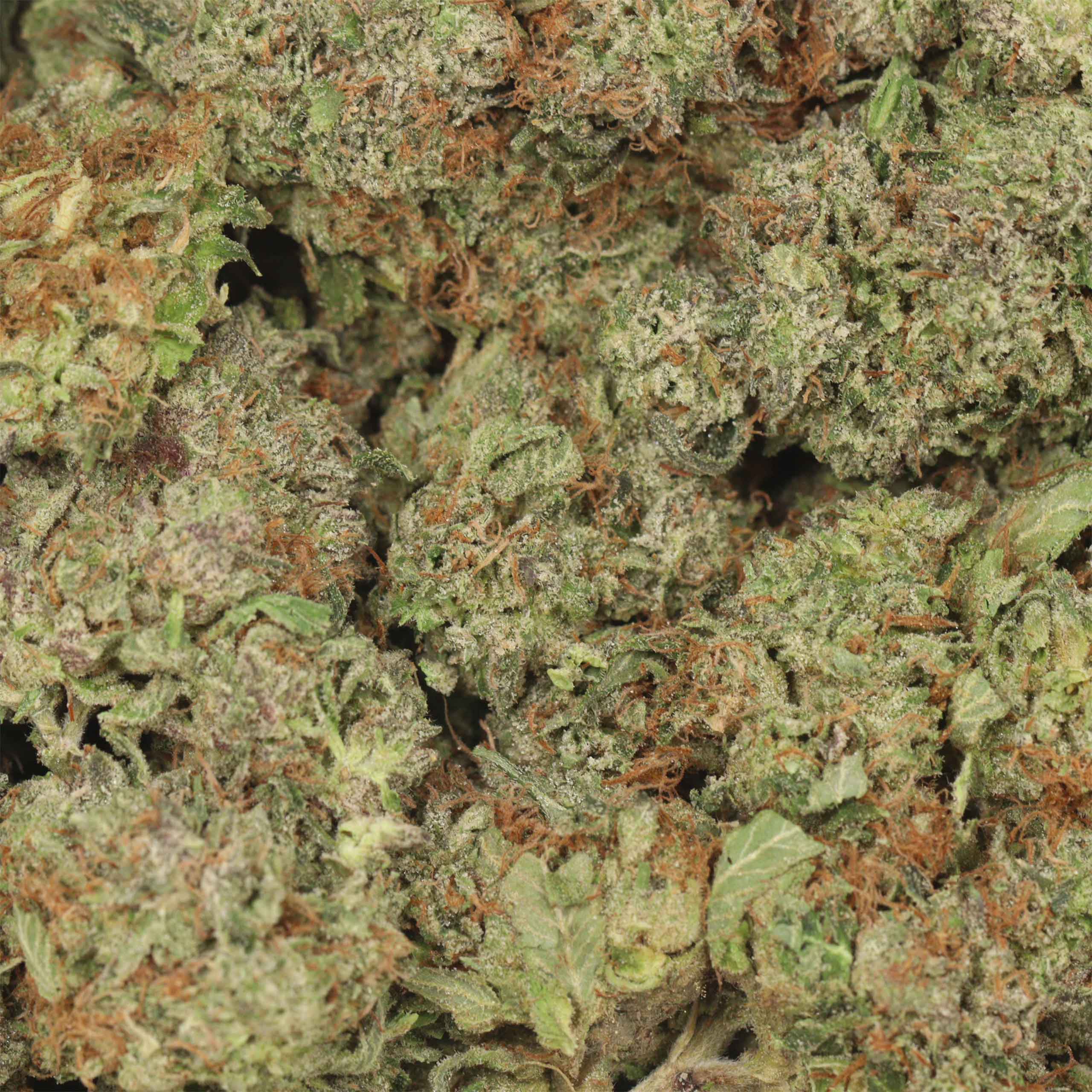 Mike Tyson OG - Image 3